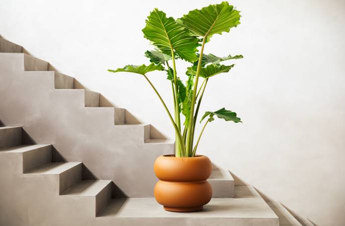 amber roll low 43cm caramello